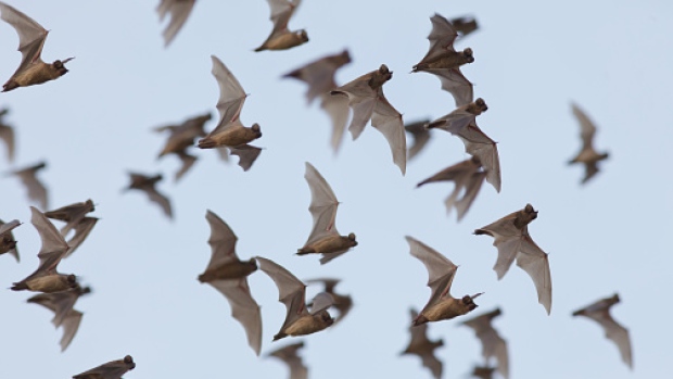 http://www.cbc.ca/news/canada/british-columbia/wanted-new-home-for-one-of-b-c-s-biggest-bat-colonies-1.3756305