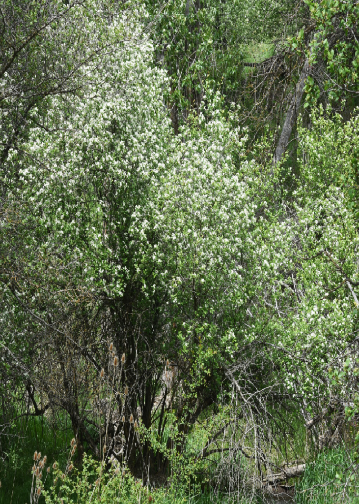 Black Hawthorn Galiano Conservancy