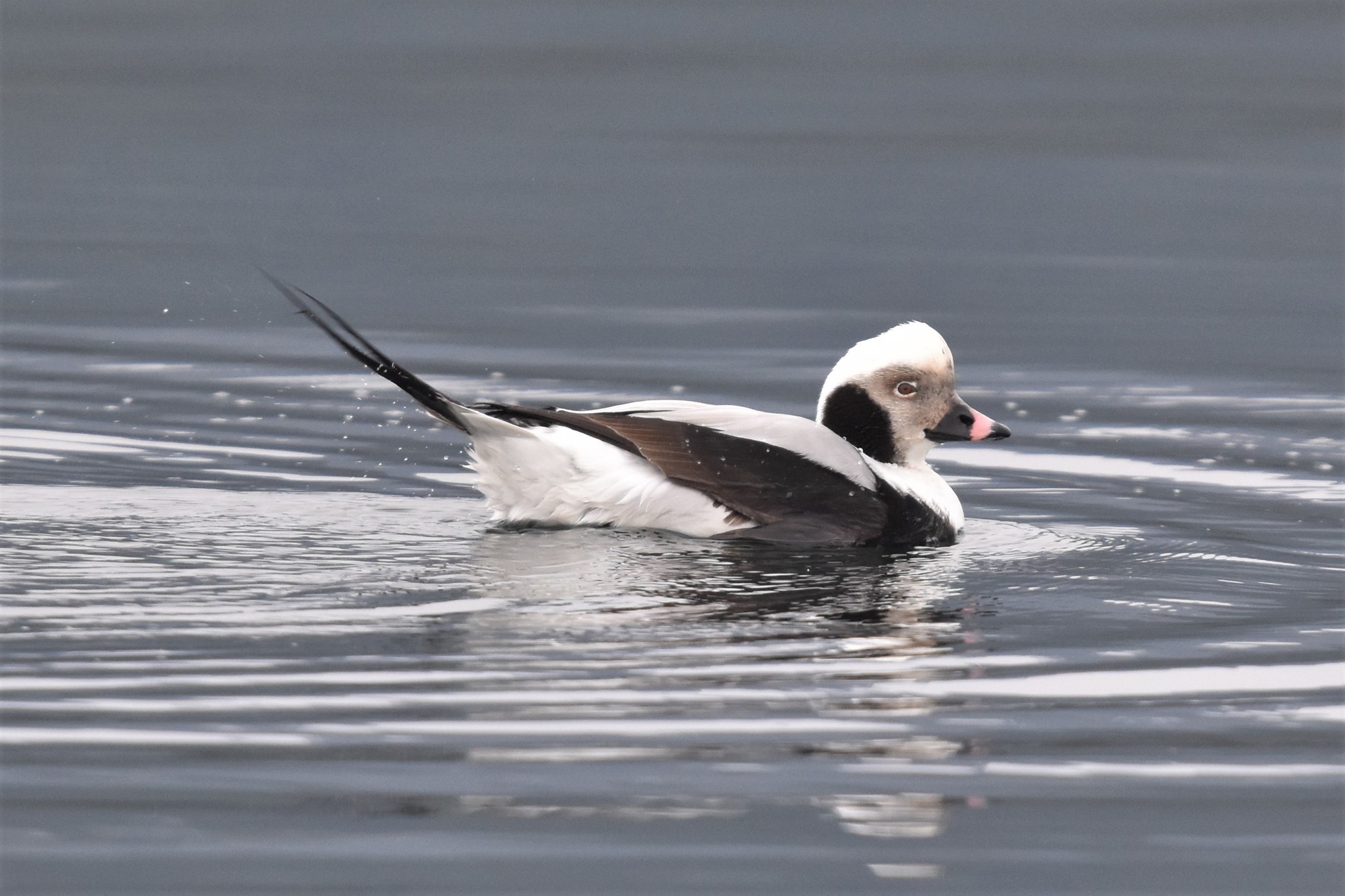 Long-tailed Duck | Galiano Conservancy