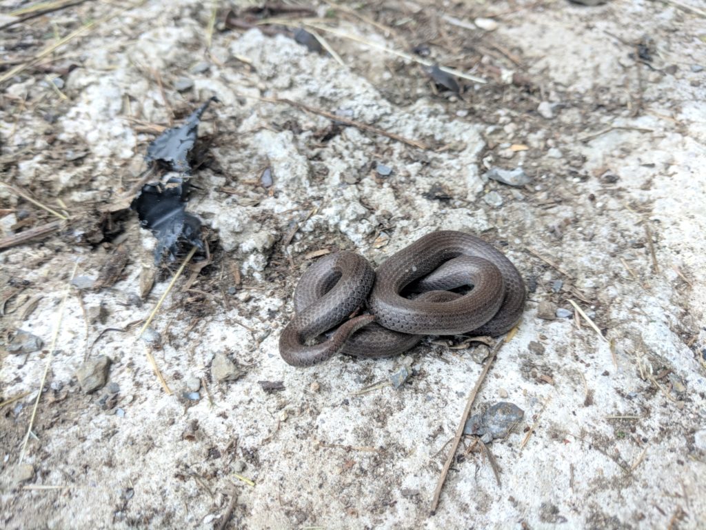 Sharp-tailed Snake | Galiano Conservancy