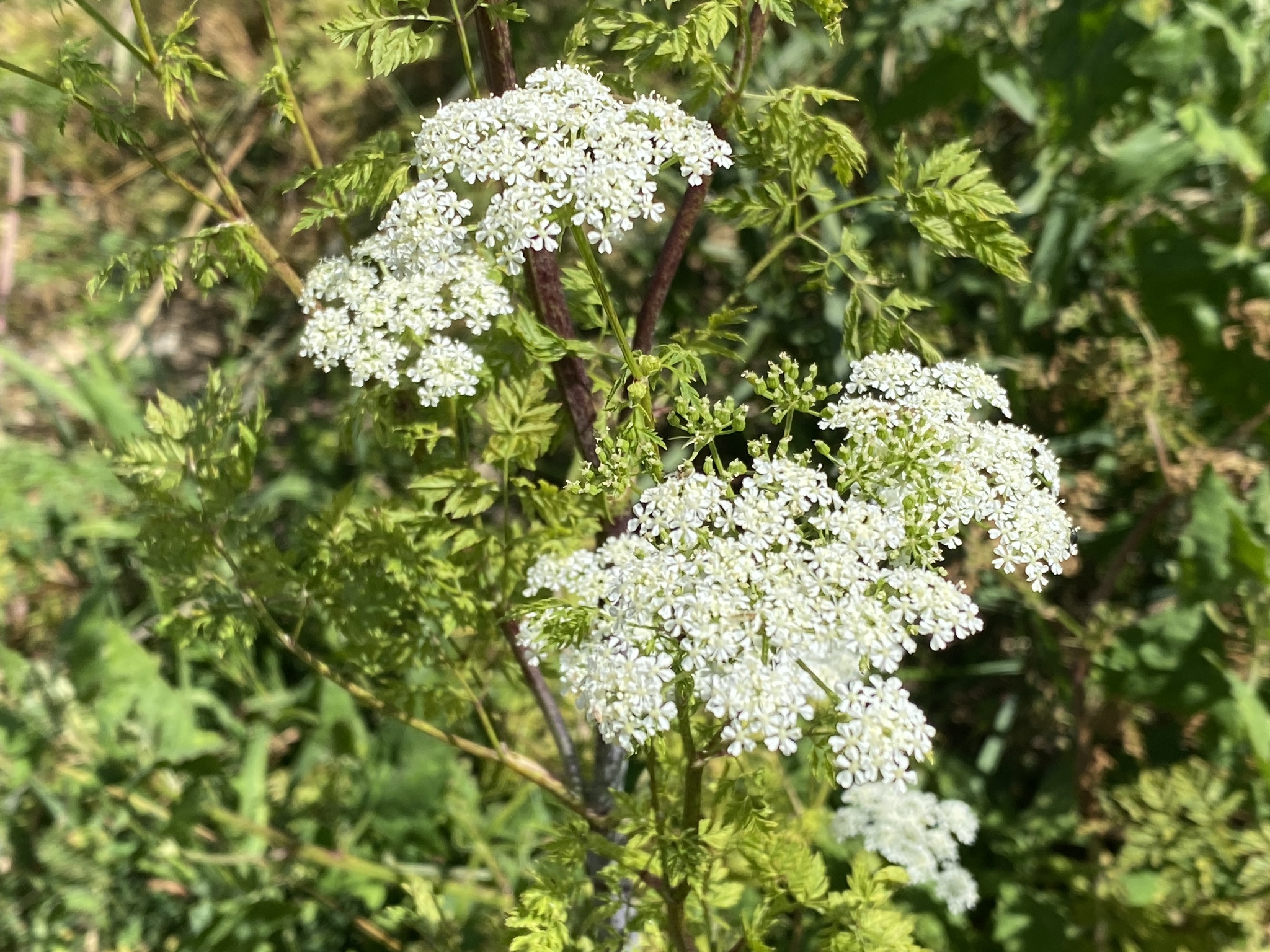 Poison Hemlock | Galiano Conservancy