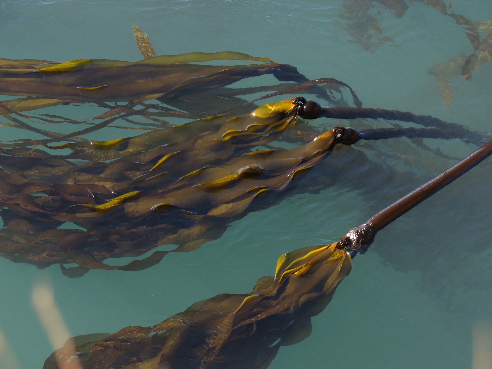 bull-kelp-galiano-conservancy