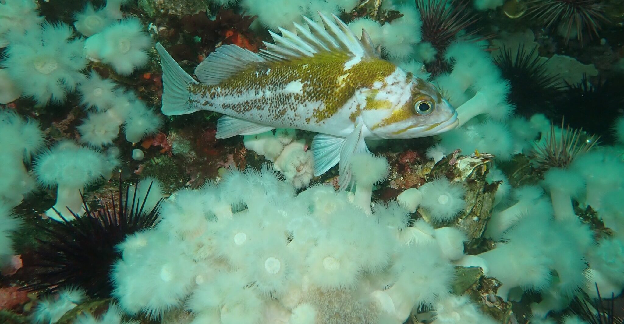 Copper Sources Shell Fish Copper Rockfish | Galiano Conservancy