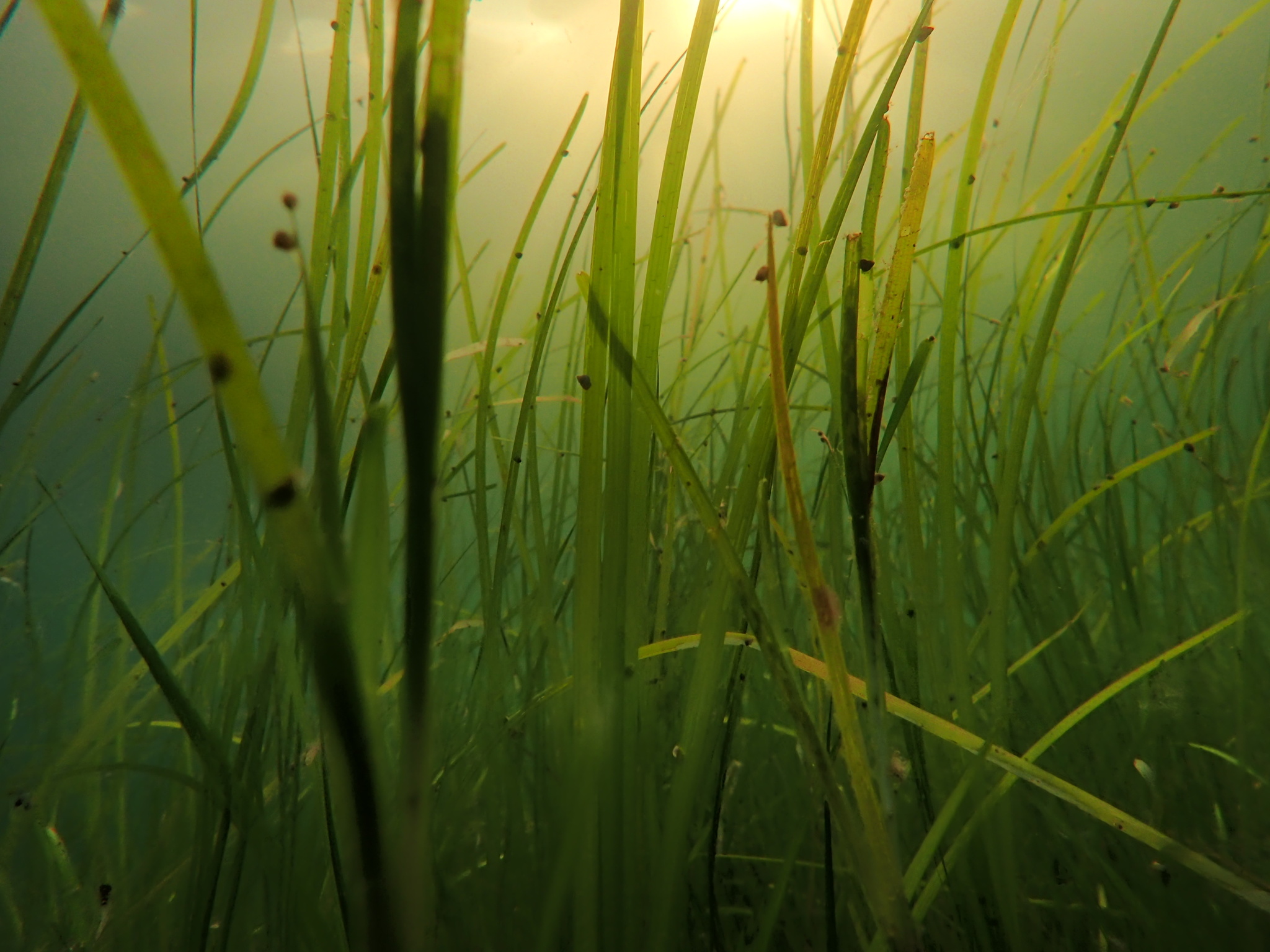 Eelgrass | Galiano Conservancy