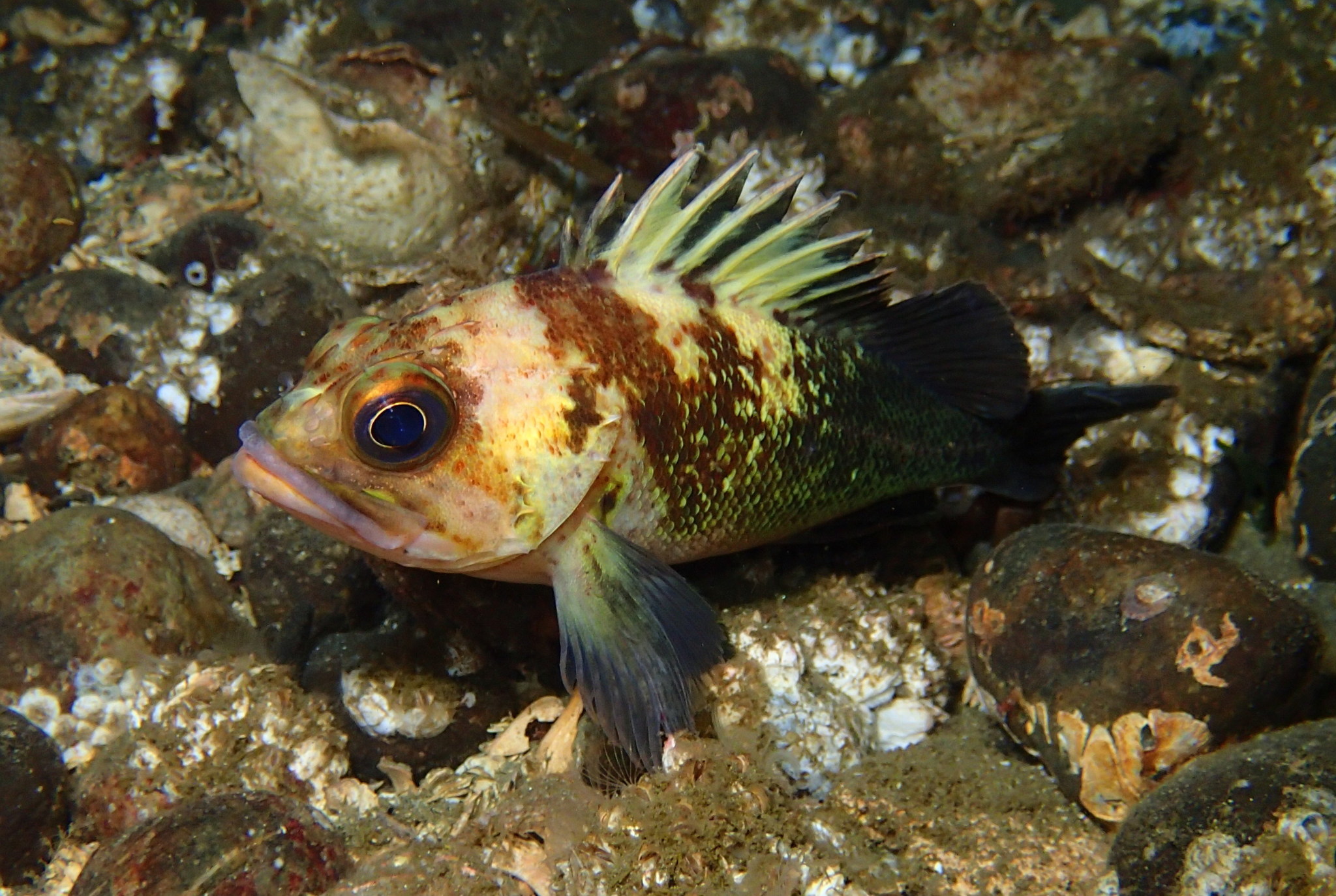 Quillback Rockfish Galiano Conservancy