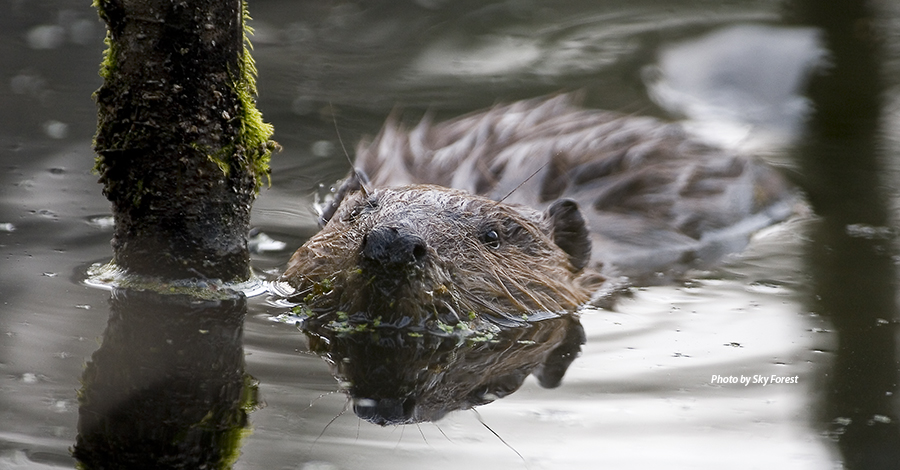 beaver