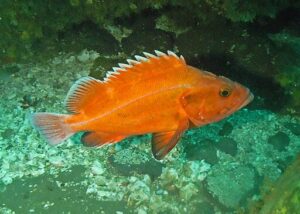 Yelloweye rockfish- Species at risk