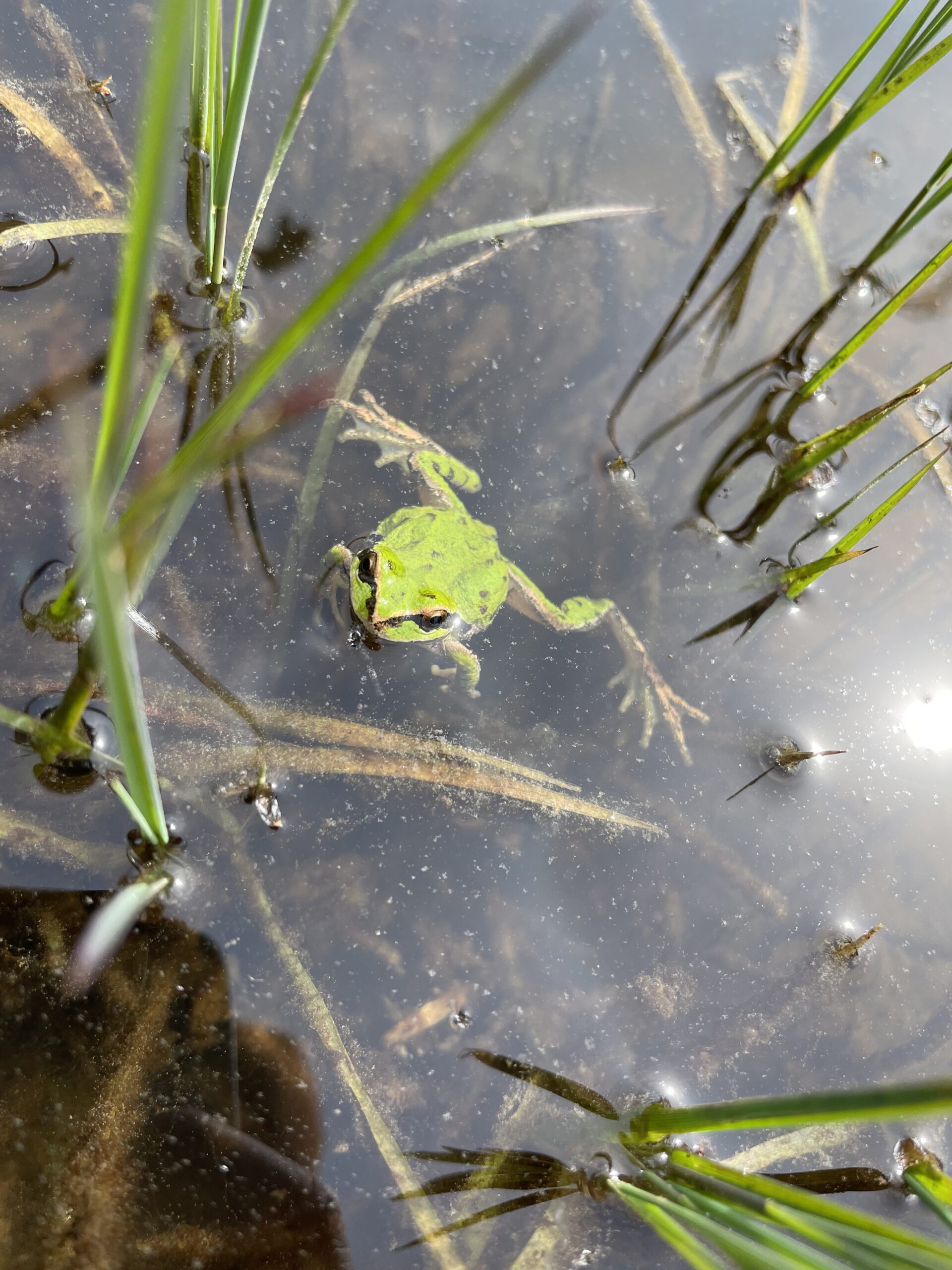 Image of frog in a pond