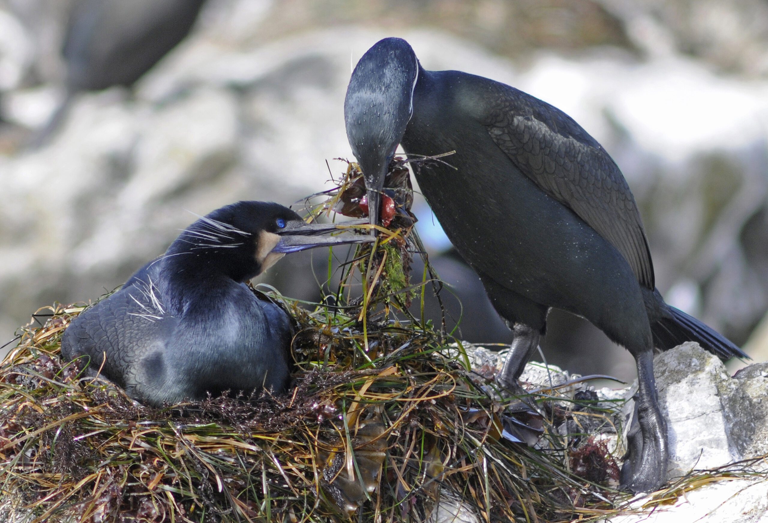 brandt's cormorant pair - Wikimedia commons image