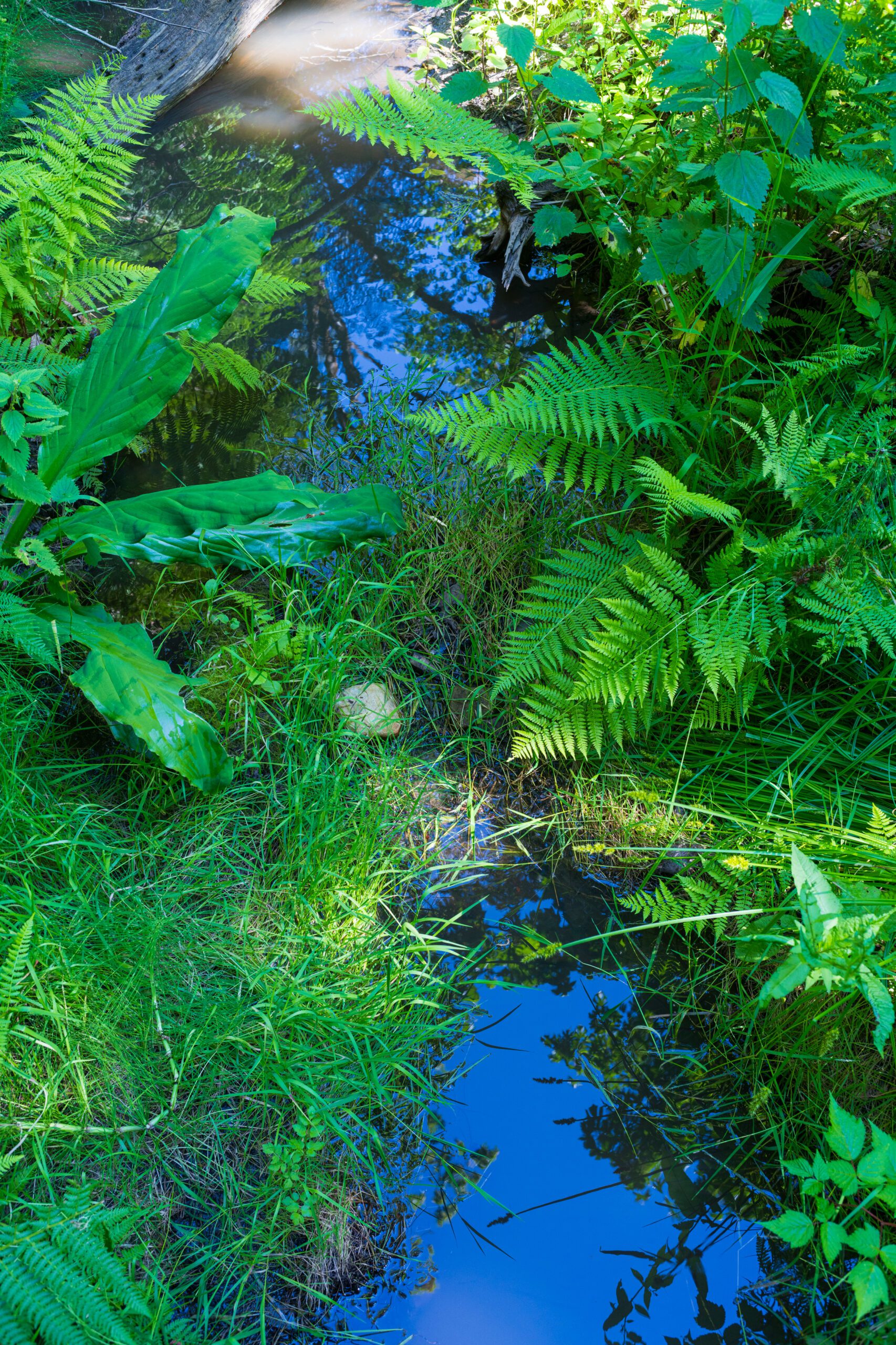 ferns in a stream at Talking Trees by James Labounty