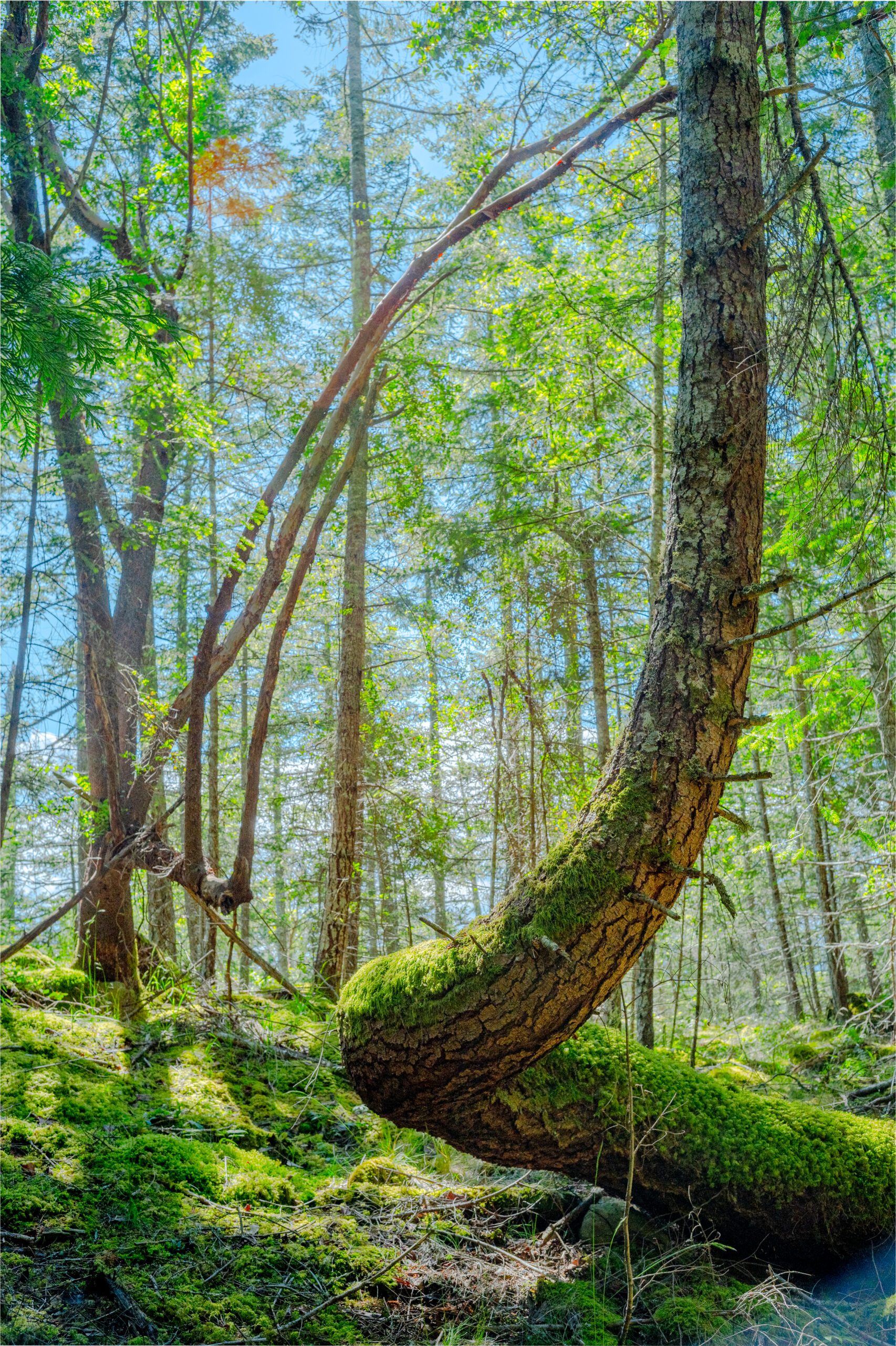 Mature Douglas-fir tree at Talking Trees Nature reserve by Jim LaBounty