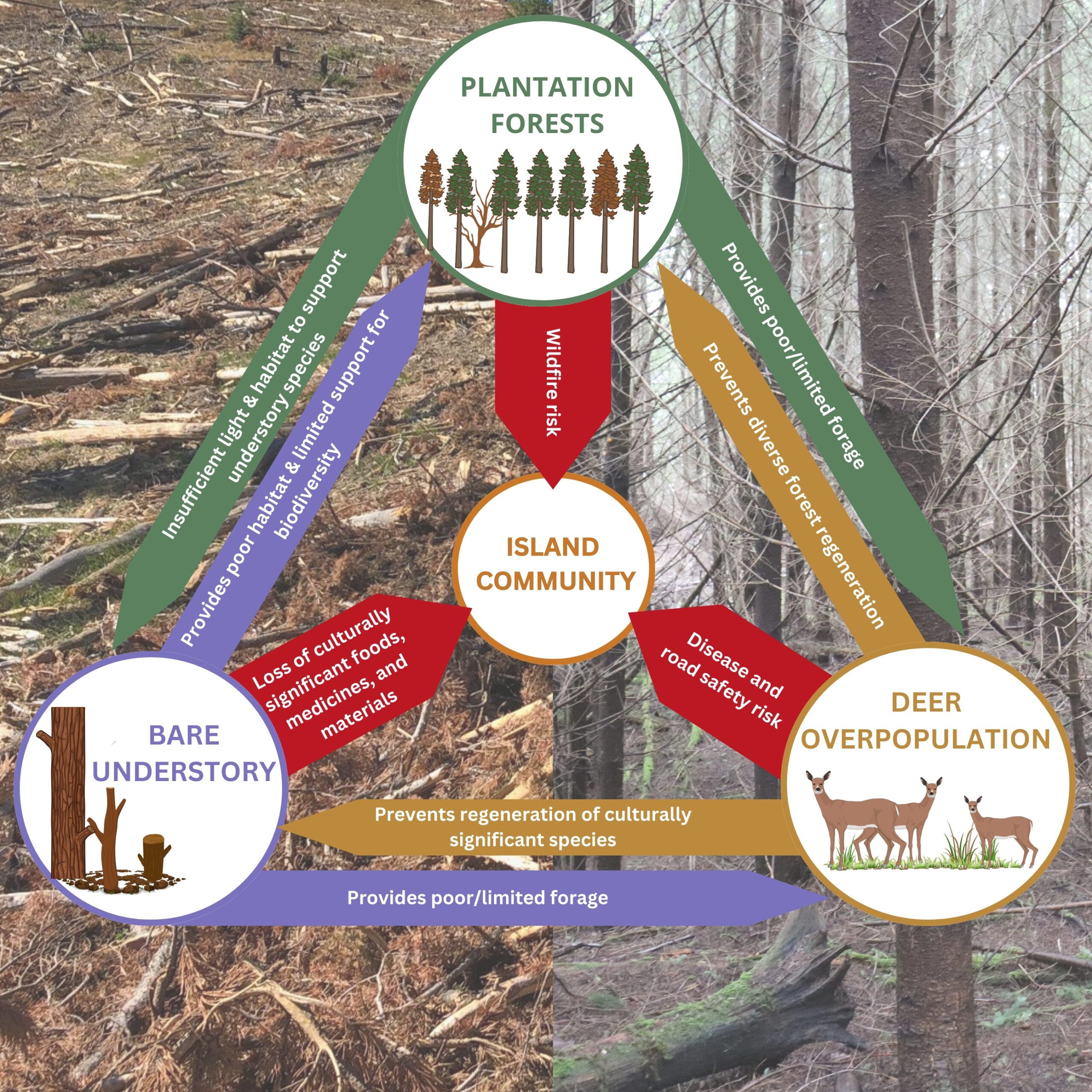 Gulf Islands forests without intervention - interactions between plantation forests, bare understory and overabundant deer