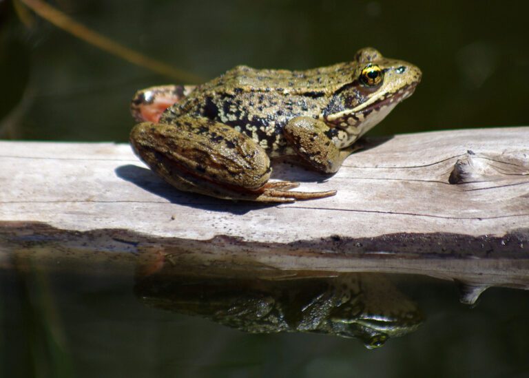 Red legged frog on a log