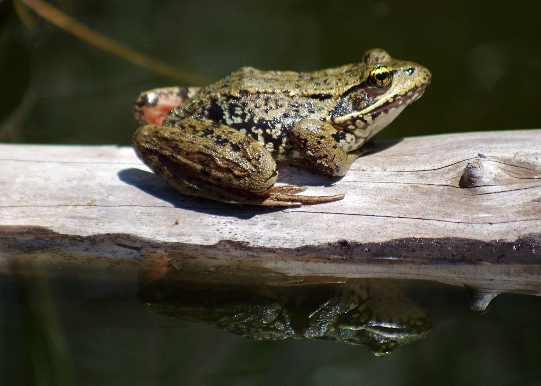 Red legged frog on a log