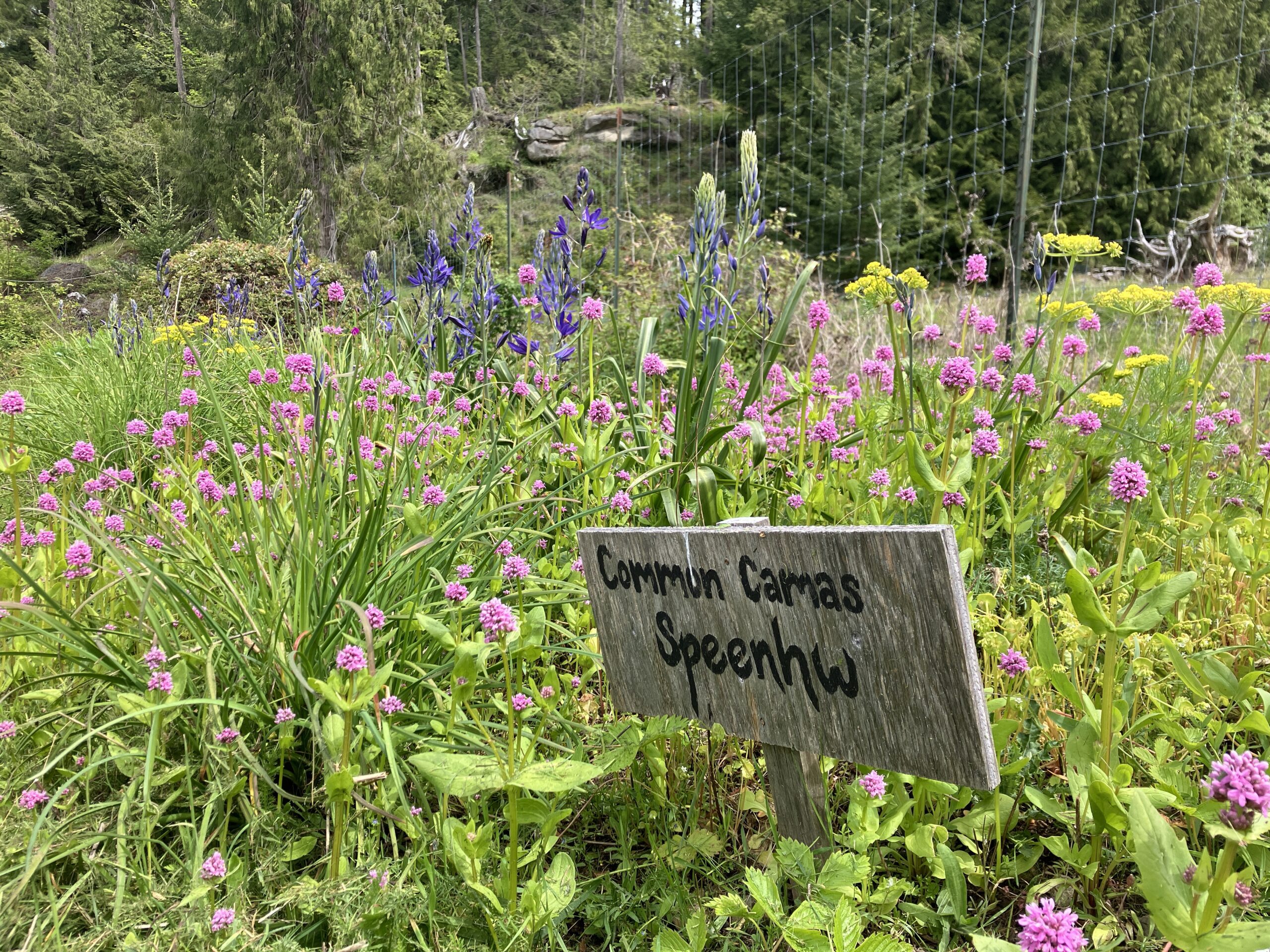 Camas growing in hte Nuts'a'maat Forage Forest