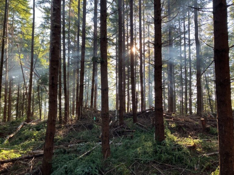 Quadra Hill forest stand post-thinning