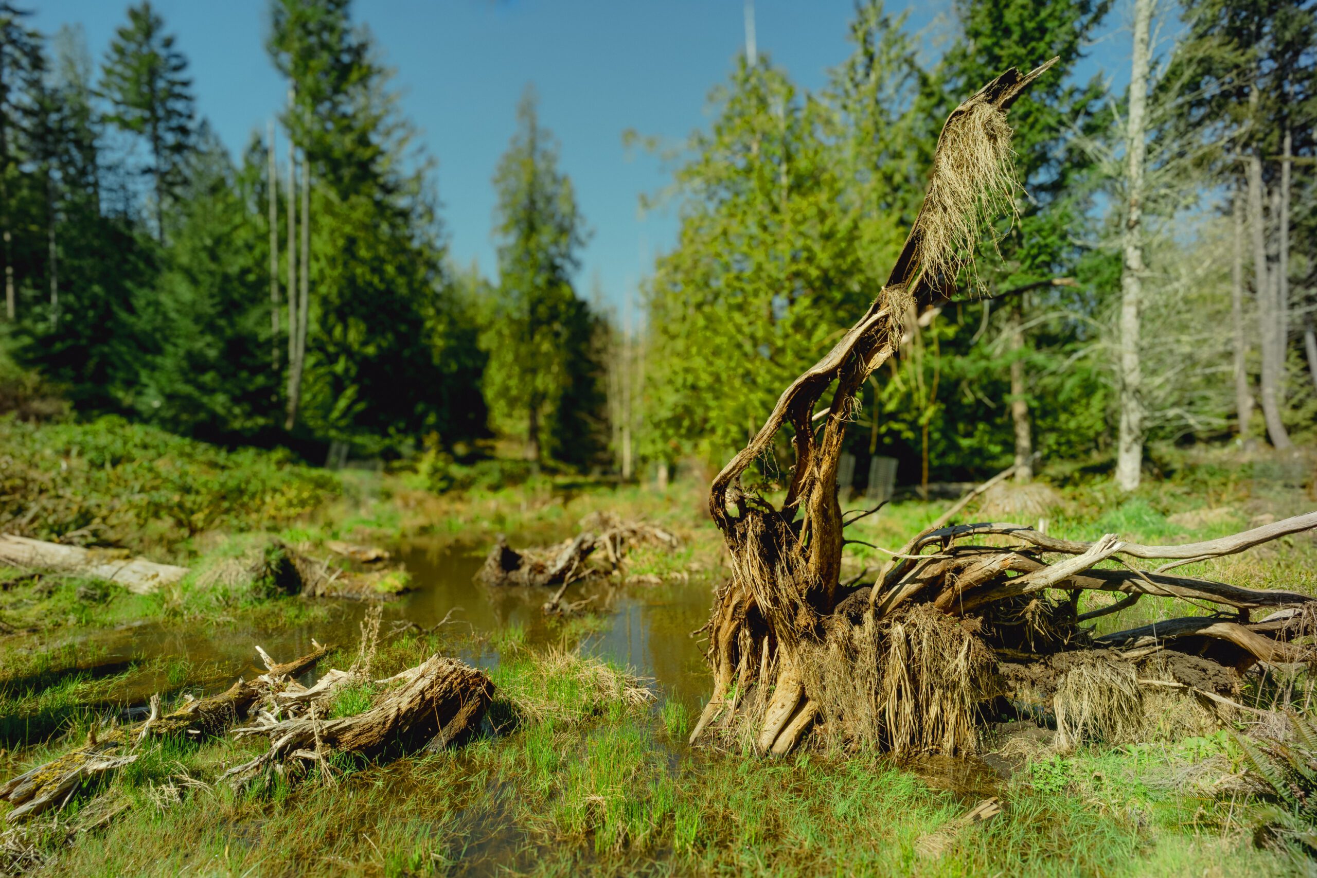 Wetland by James LaBounty