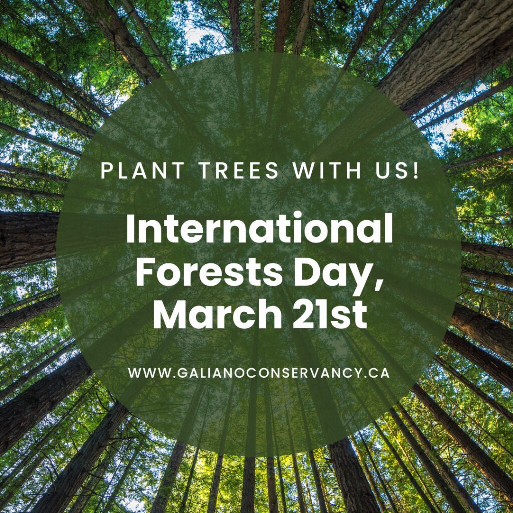 Plant trees with us! International Forests Day 2026