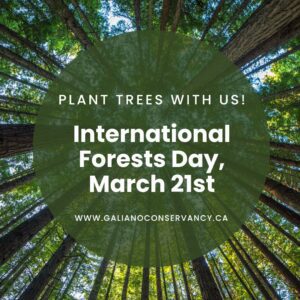 Plant trees with us! International Forests Day 2026