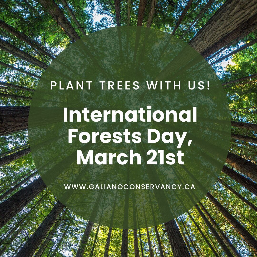 Plant trees with us! International Forests Day 2026