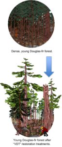 Forest Illustrations by Sylvie Hawkes