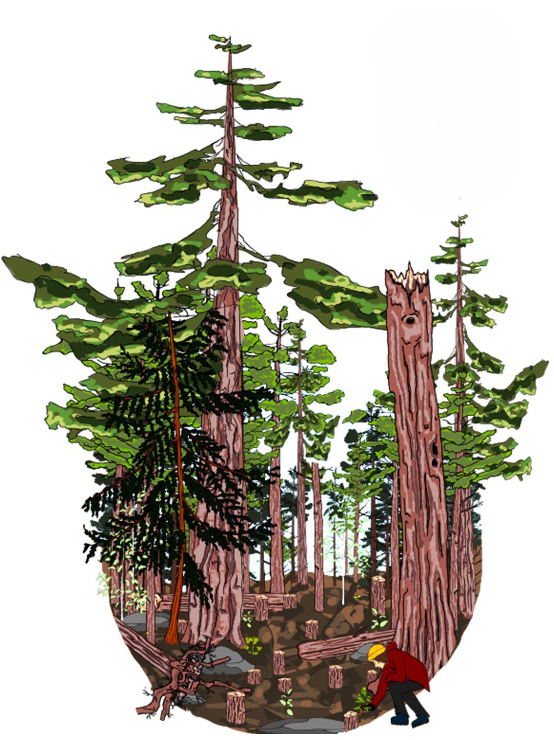 Forest illustration by Sylvie Hawkes