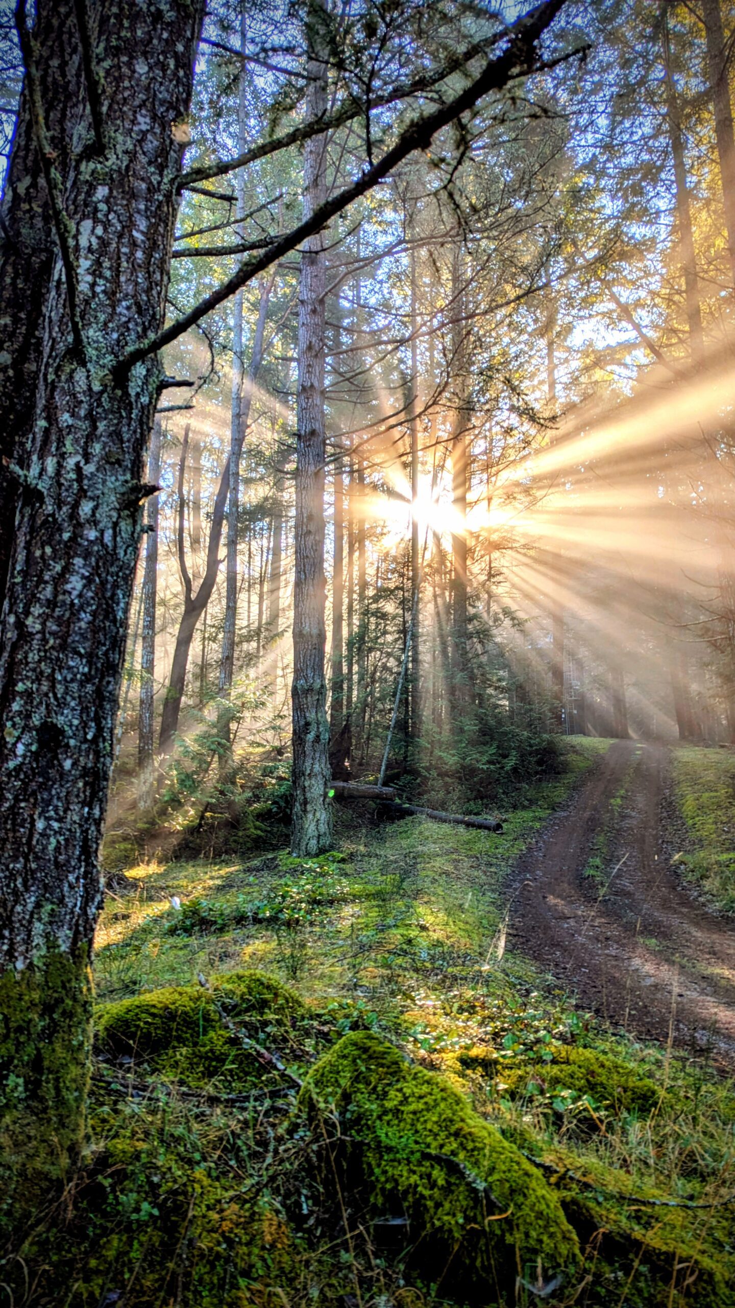 Sunlight through the trees by Genny Stirling