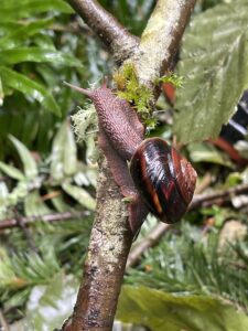 Snail-at-Beaver-Creek-by-Marina