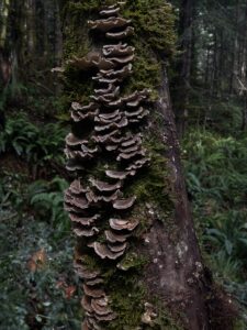 Turkey Tail Mushrooms by Marina