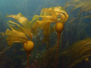Nereocystis_luetkeana, Wikimedia Commons