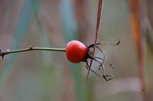 The fruit of a Rosa nutkana specimen (AKA rosehip). Image by Gunnar Bonk (Wikimedia Commons)