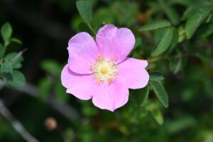 Close-up of a Nootka rose flower. Image by Meadow Lore (Wikimedia Commons)