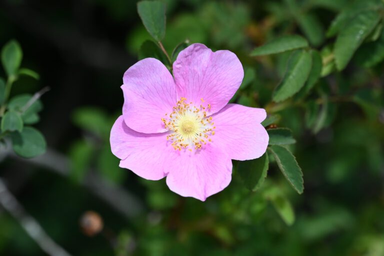 Close-up of a Nootka rose flower. Image by Meadow Lore (Wikimedia Commons)